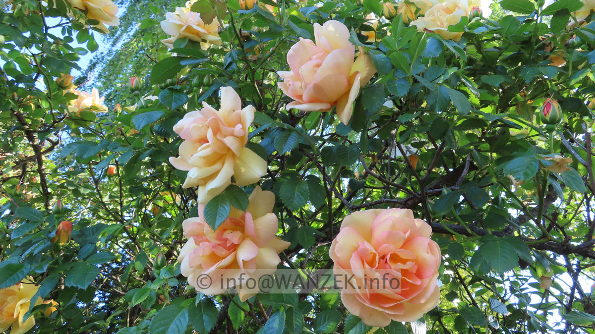 Strauchrose Maigold 01.JPG